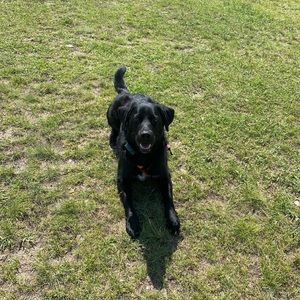 Meet your Posher, Joy